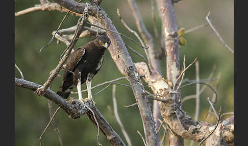 Schopfadler (Lophaetus occipitalis)