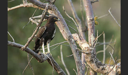 Schopfadler (Lophaetus occipitalis)