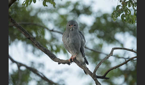 Sperberbussard (Kaupifalco monogrammicus)