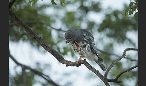 Sperberbussard (Kaupifalco monogrammicus)