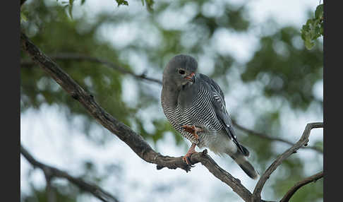 Sperberbussard (Kaupifalco monogrammicus)