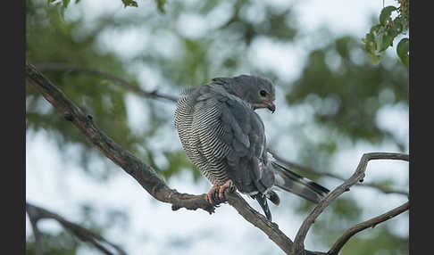 Sperberbussard (Kaupifalco monogrammicus)