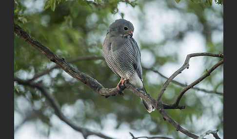 Sperberbussard (Kaupifalco monogrammicus)