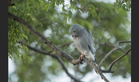 Sperberbussard (Kaupifalco monogrammicus)