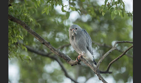 Sperberbussard (Kaupifalco monogrammicus)