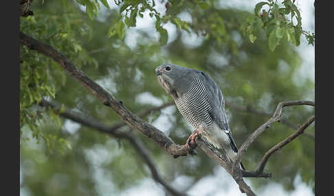 Sperberbussard (Kaupifalco monogrammicus)