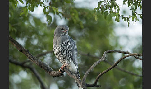 Sperberbussard (Kaupifalco monogrammicus)