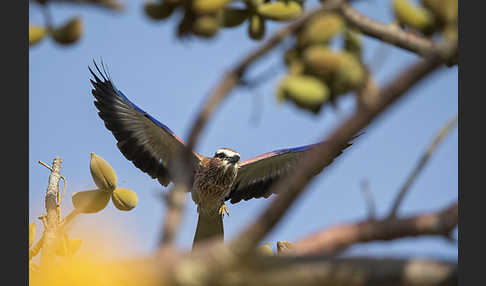 Strichelracke (Coracias naevius)