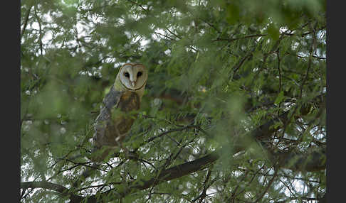 Schleiereule (Tyto alba)