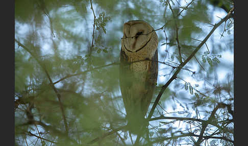 Schleiereule (Tyto alba)