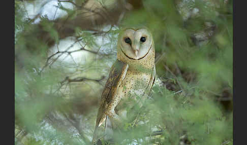 Schleiereule (Tyto alba)