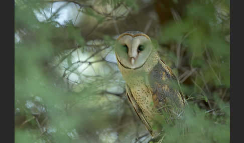 Schleiereule (Tyto alba)