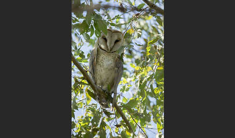 Schleiereule (Tyto alba)