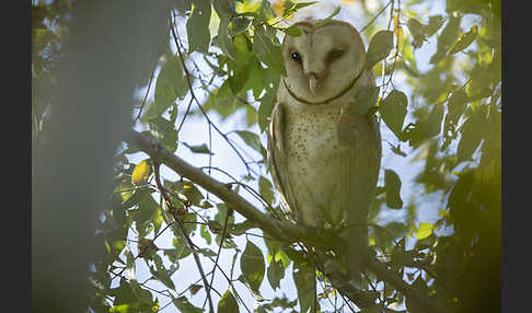 Schleiereule (Tyto alba)