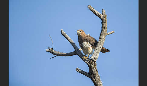 Salvadoribussard (Buteo auguralis)