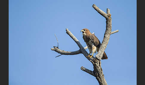 Salvadoribussard (Buteo auguralis)