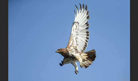 Salvadoribussard (Buteo auguralis)