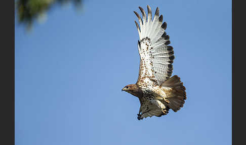 Salvadoribussard (Buteo auguralis)