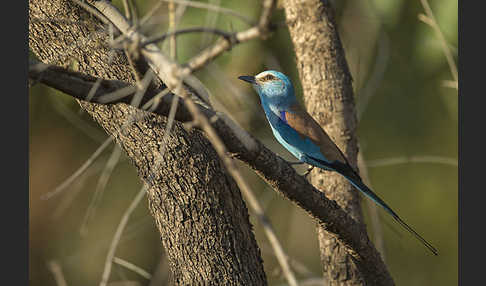 Senegalracke (Coracias abyssinicus)