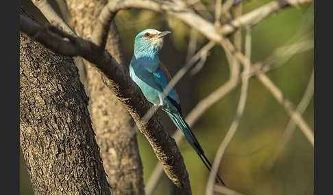 Senegalracke (Coracias abyssinicus)