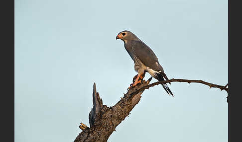 Sperberbussard (Kaupifalco monogrammicus)