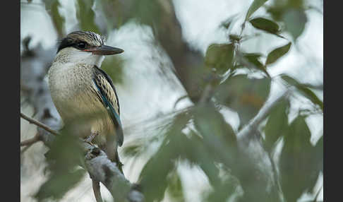 Streifenliest (Halcyon chelicuti)