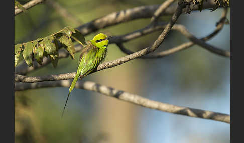 Smaragdspint (Merops orientalis)