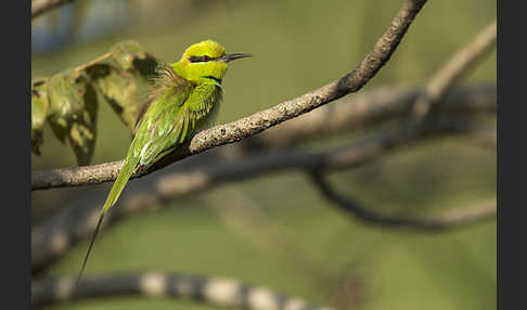 Smaragdspint (Merops orientalis)