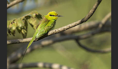 Smaragdspint (Merops orientalis)