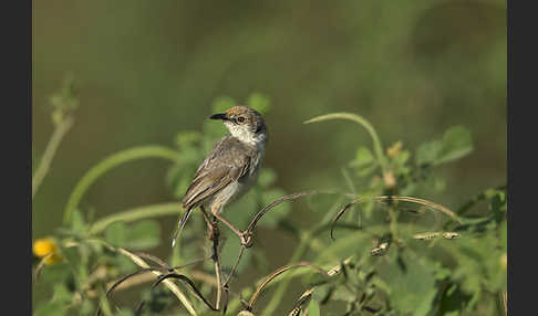 Rotscheitel-Cistensänger (Cisticola chiniana)