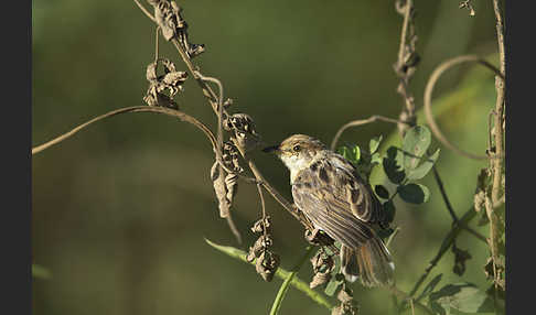 Rotscheitel-Cistensänger (Cisticola chiniana)