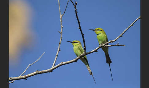 Smaragdspint (Merops orientalis)