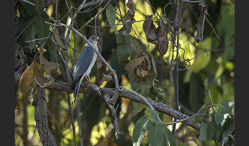 Schikrasperber (Accipiter badius)