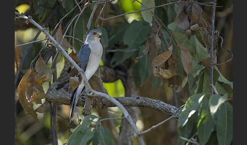 Schikrasperber (Accipiter badius)