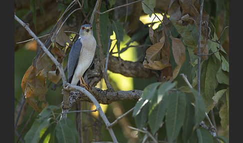 Schikrasperber (Accipiter badius)