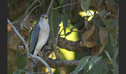 Schikrasperber (Accipiter badius)