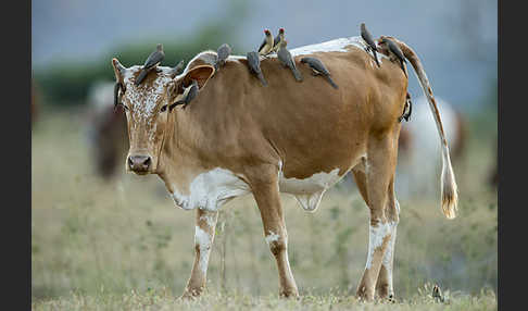 Zebu (Bos primigenius indicus)