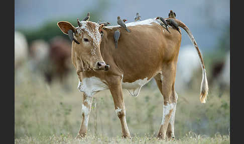 Zebu (Bos primigenius indicus)