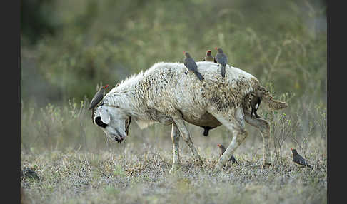 Hausschaf (Ovis gmelini aries)