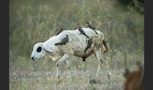 Hausschaf (Ovis gmelini aries)