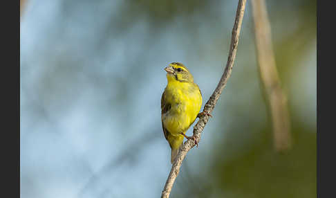 Mosambikgirlitz (Crithagra mozambica)