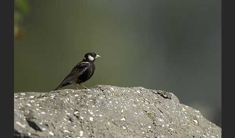 Weißwangenlerche (Eremopterix leucotis)