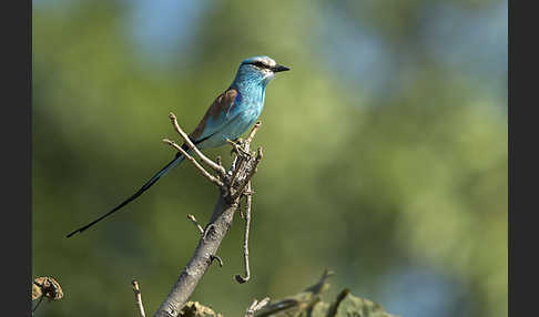 Senegalracke (Coracias abyssinicus)