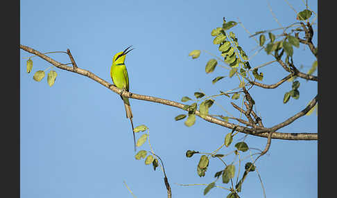 Smaragdspint (Merops orientalis)