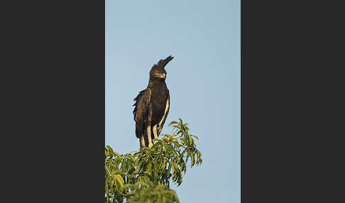 Schopfadler (Lophaetus occipitalis)