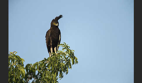 Schopfadler (Lophaetus occipitalis)