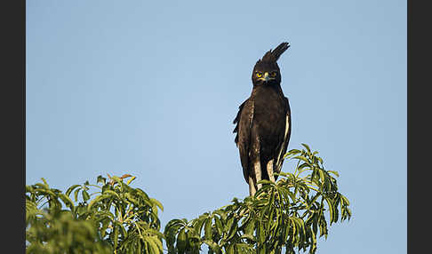 Schopfadler (Lophaetus occipitalis)