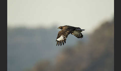 Schopfadler (Lophaetus occipitalis)