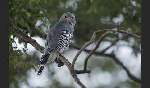 Sperberbussard (Kaupifalco monogrammicus)