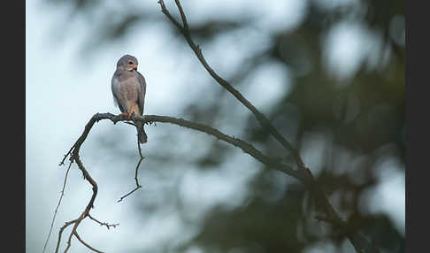 Sperberbussard (Kaupifalco monogrammicus)